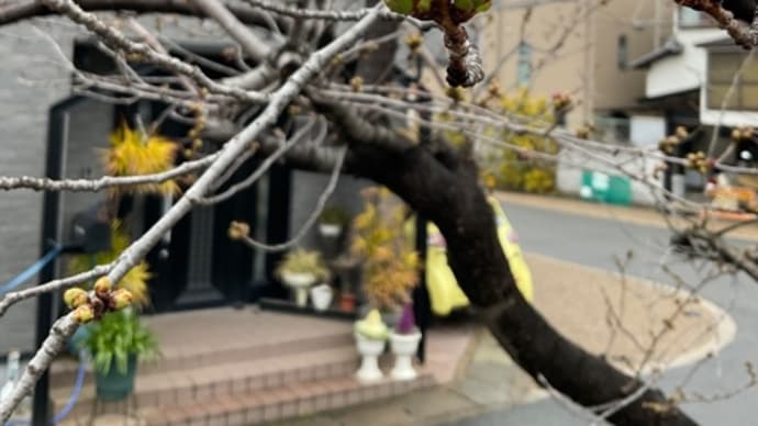 城南荘の桜2024