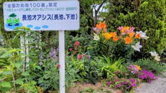 【長池オアシス公園】『2022/6/18 蓮の花』“早朝ウォーキング” 熊取町