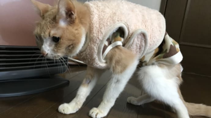 ミルちゃん 抜歯しました!