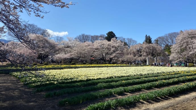 久しぶりに神代桜へ
