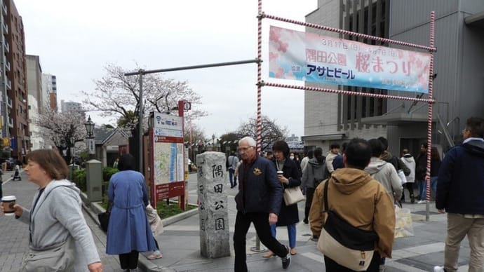 隅田公園「さくら祭り2024」主役は満開となってクライマックスへ!!