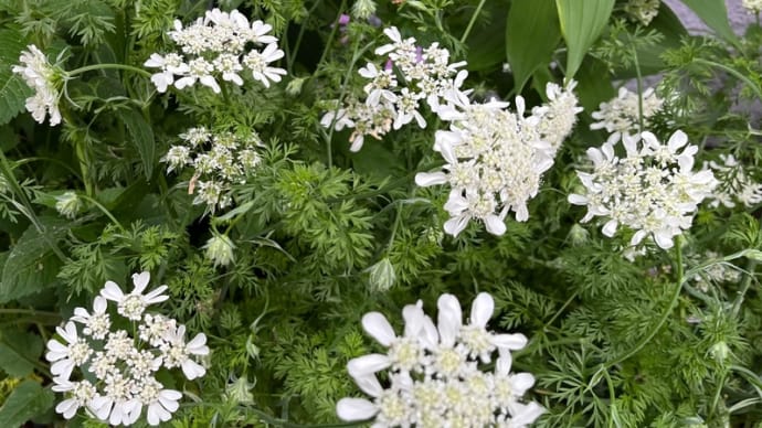 オルレアの花