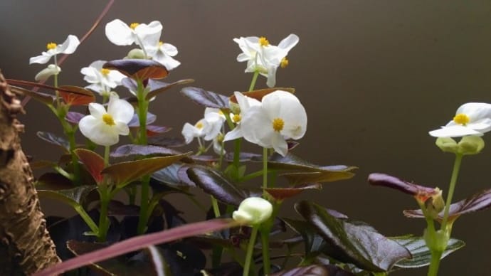 雪　窓辺の花　そしてIngrid Haebler