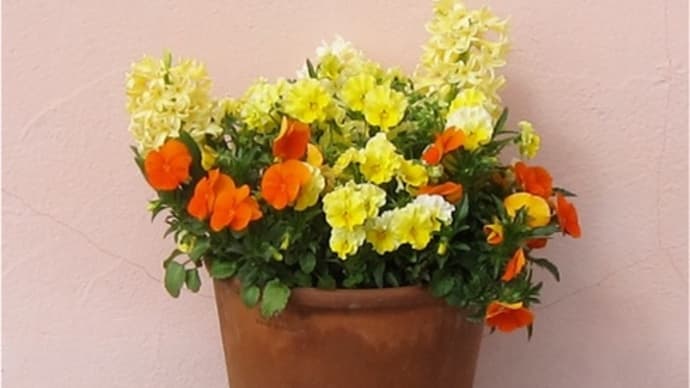 パンジーやヴィオラの寄せ植え（２）