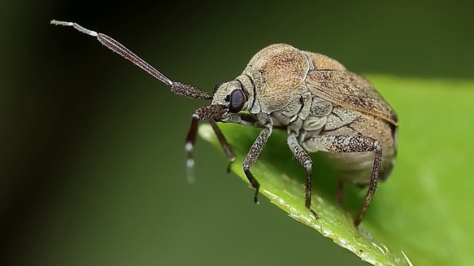 ヤブガラシとその周辺で見かけた虫さんたち!