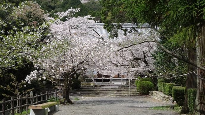 貞永寺のサクラ