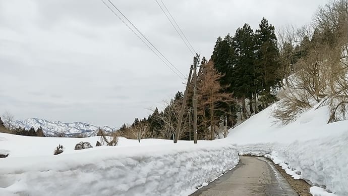 山へフキノトウ採りに・・・