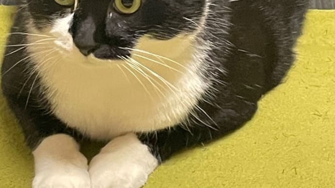 2025/04/22 今朝はなかなかでした🐈⬛