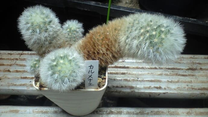 「カルメナエ」の植え替えです 追記です