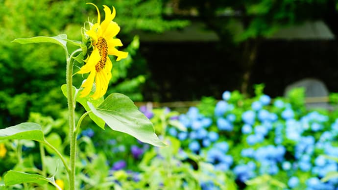もってくれました 7月12日(日)曇り