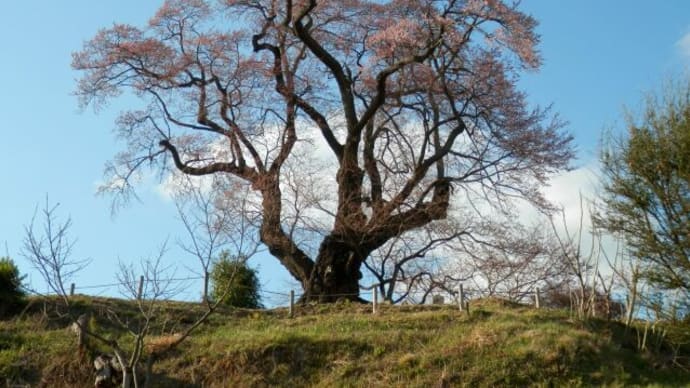 2013 “塩ノ崎の大桜”開花状況(本宮市白岩)