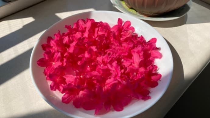 日の出ツヅジ、散った後は🌺