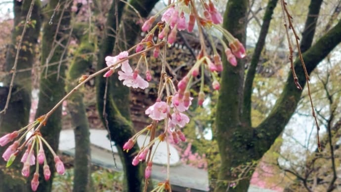 菩提寺の桜…うちの花たち