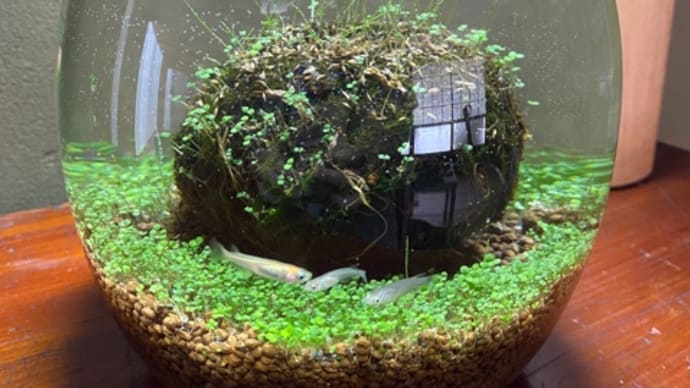 アクアリウム