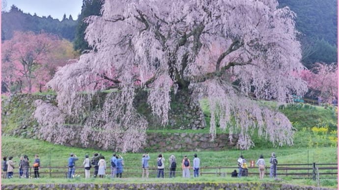 2024桜便り6(又兵衛桜)
