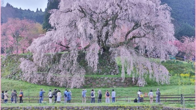 2024桜便り6（又兵衛桜）