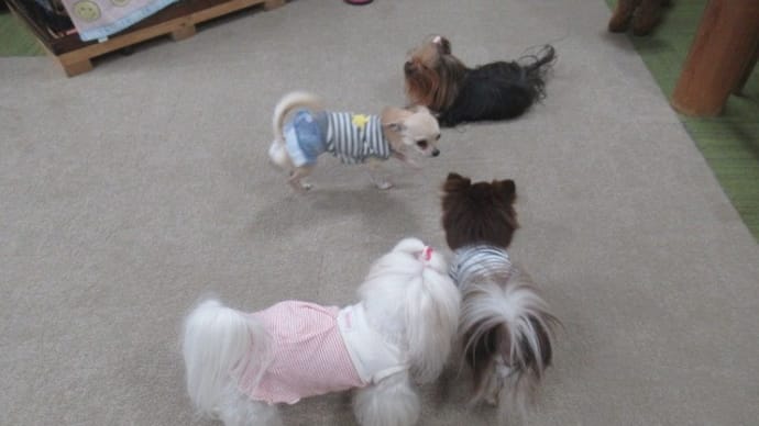 2023/04/24 犬の幼稚園BuddyDog
