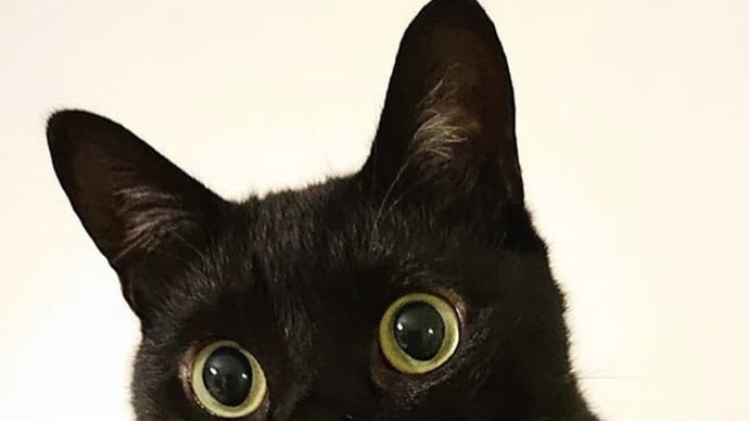 癒しの猫