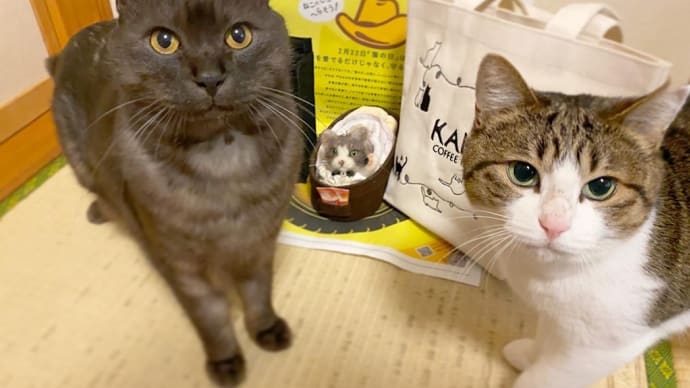猫の日 令和2年2020年2月22日