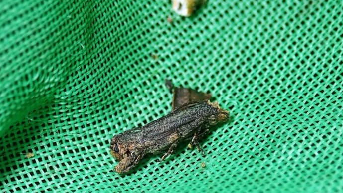 コブスジサビカミキリ
