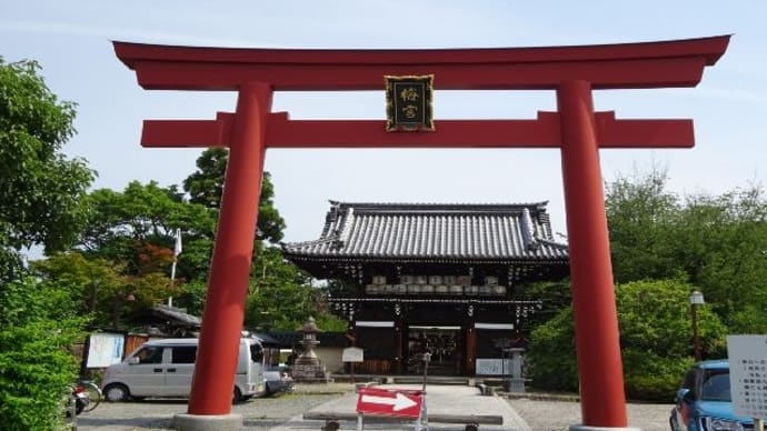 梅宮大社・あじさい
