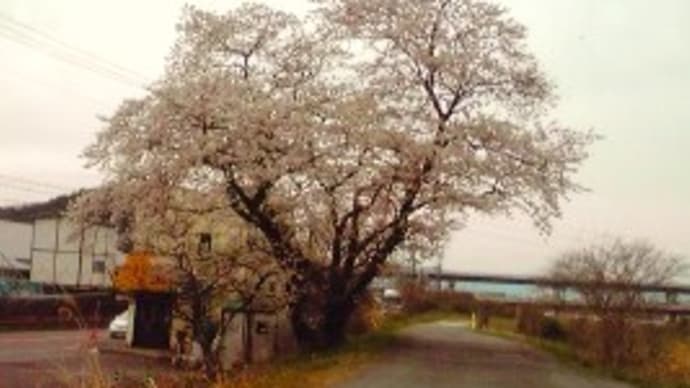 みごとに今年も綺麗に咲きました。お店の近くの一本桜!!