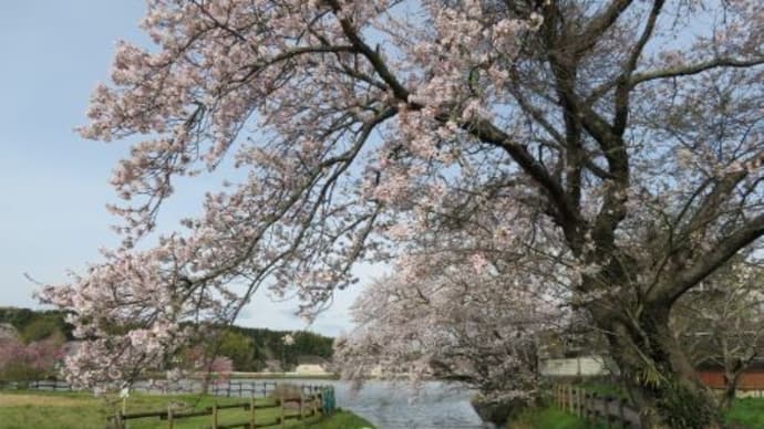 札幌にいます（6日目）椿の花いろいろ（百合が原公園の温室）