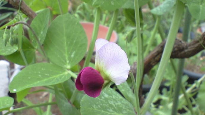予想外の色の花が・・・・ 追記です