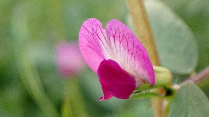 春の予兆を探して野の花散歩