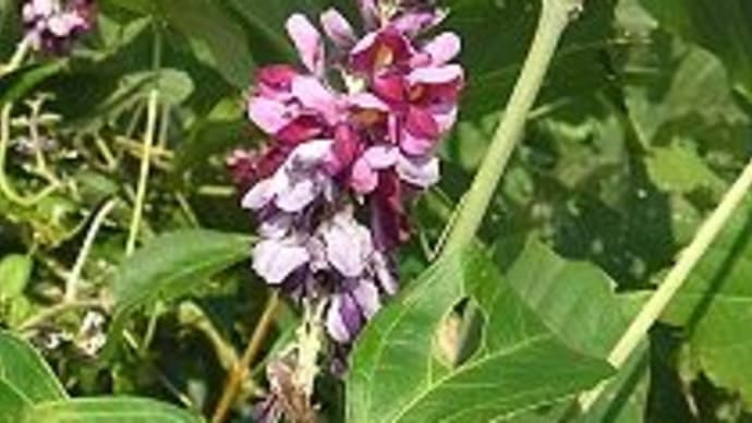 「自転車屋の生き物歳時記」植物編」!!「クズ」!!
