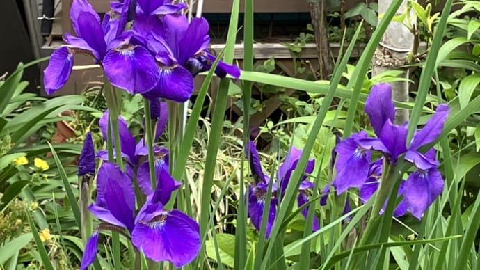咲き急ぐ花達・初アゲハ蝶