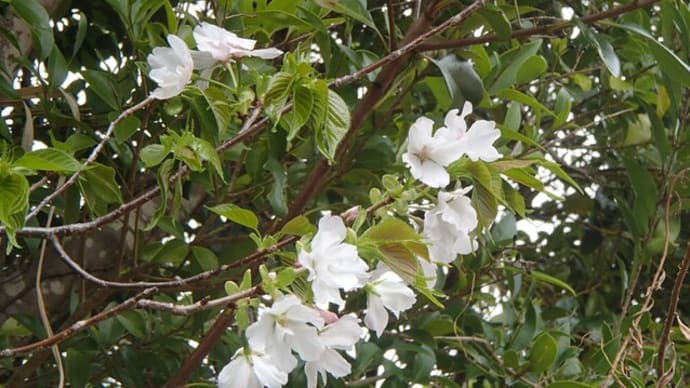 身近に桜