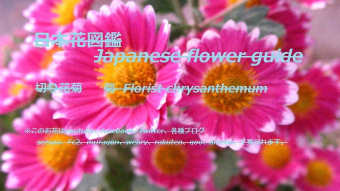 菊なのに桜?!Even though a chrysanthemum, a cherry blossom?? !