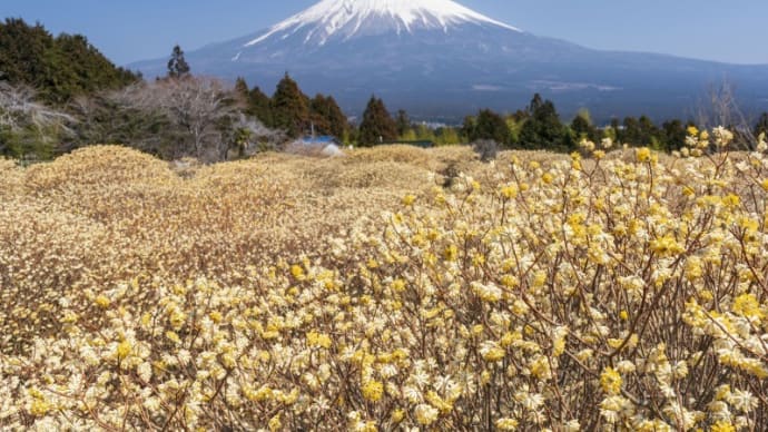 ミツマタと富士山