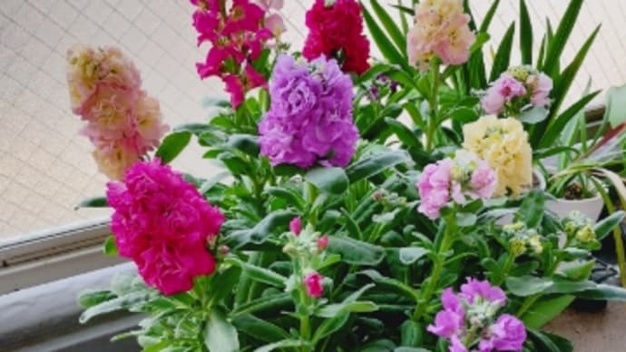 ★ストック(花)