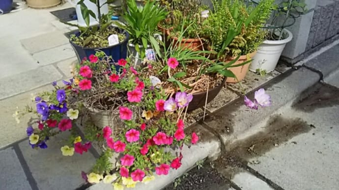 朝日を浴びる花に、励まされる