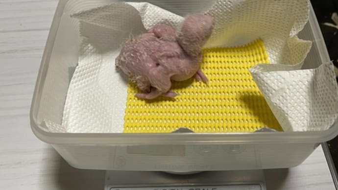シロハラインコのヒナの体重