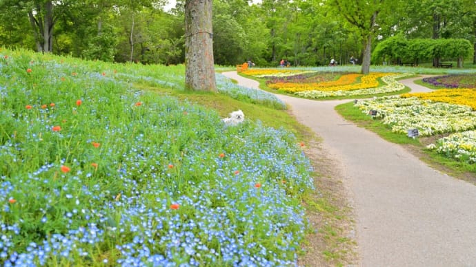 香川県「まんのう公園」