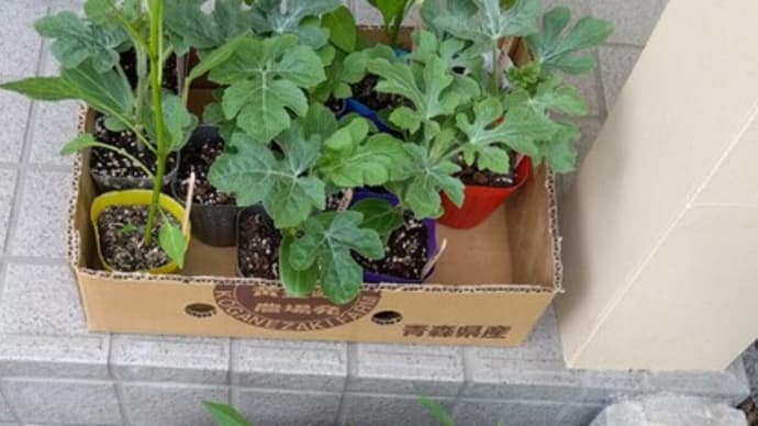 色々な野菜苗を買いました
