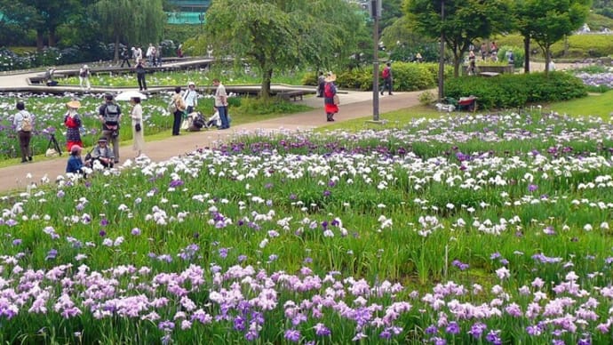 ・ 横須賀菖蒲園 花しょうぶ満開 (2009/06/14))