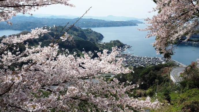 愛媛　絶景！ 野福峠の桜と青い海