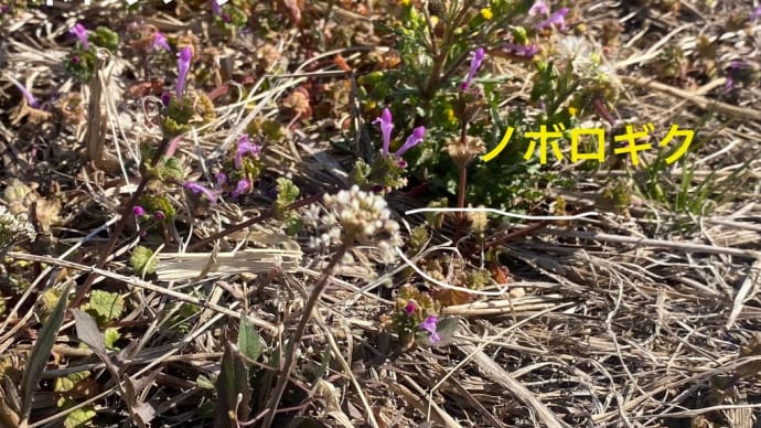 Tokyo2025 早期の極み 吹く風は冷蔵庫の冷たさ 太陽はほんわか温かい 早春の野草 ノボロギク ナズナ ホトケノザ 月曜日祝日の契機づけ 景気づけ Tokyo2027 新しい出会いを期待しても良