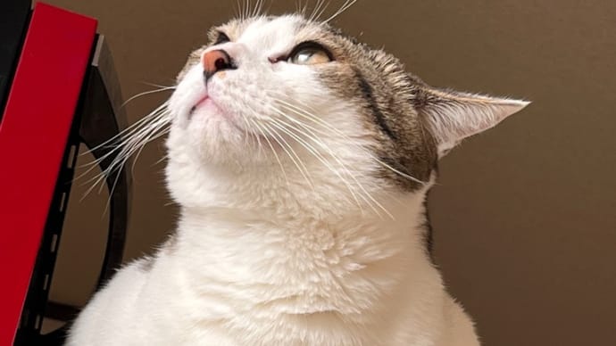 コテblog🐈