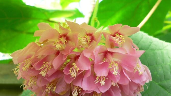 冬の花:Dombeya wallichii