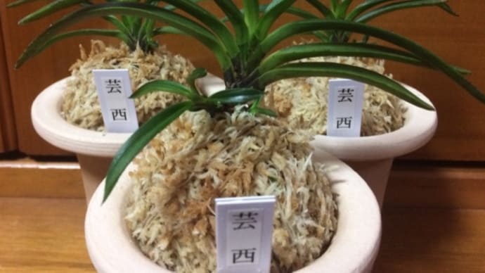 正解は黒