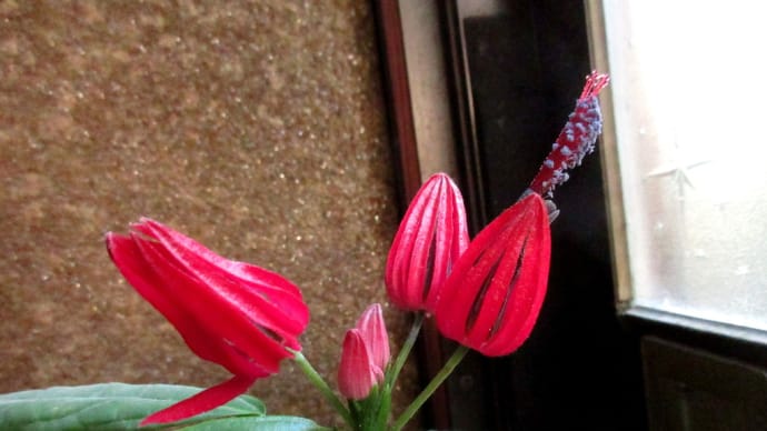 玄関に入れた花たち