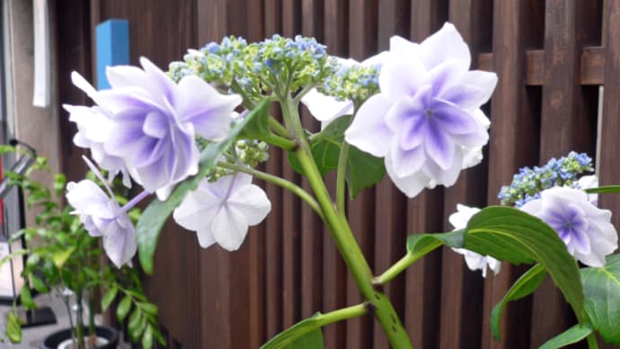 京都:真如堂紫陽花巡り!