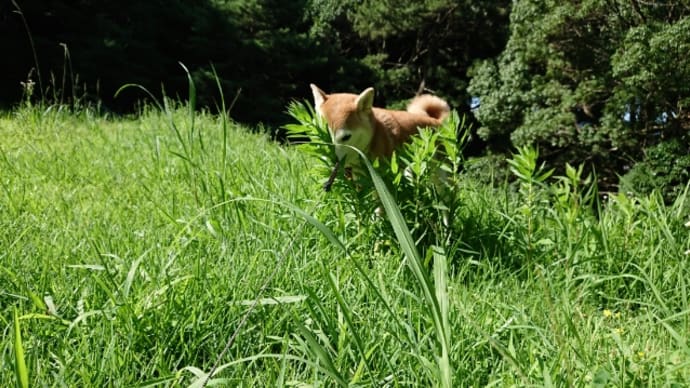 赤松林散歩 190812