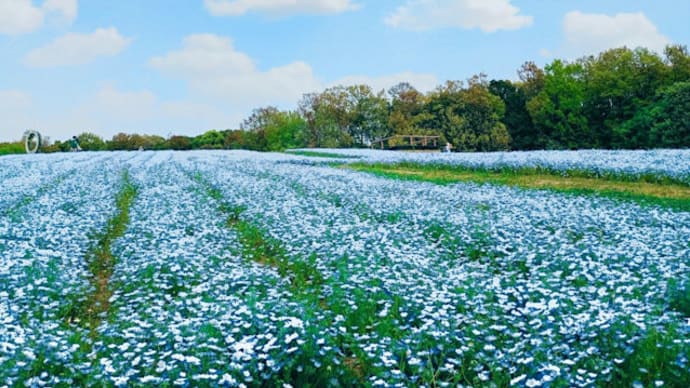 万博記念公園のお花