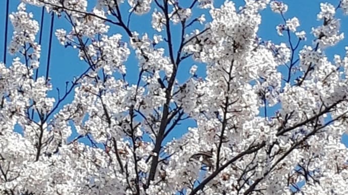春なのに